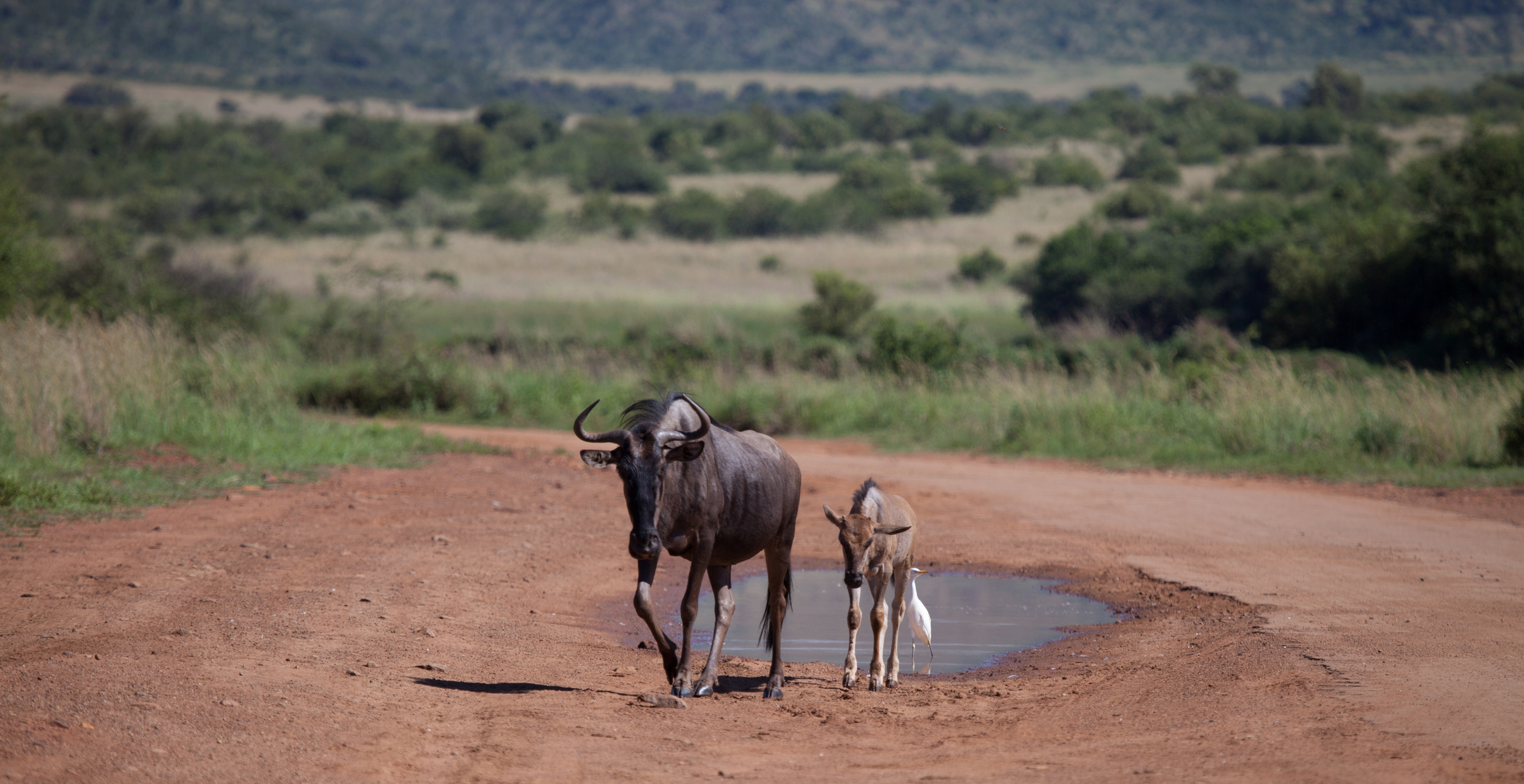 Gnu mit Kalb