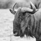 Gnu Portrait