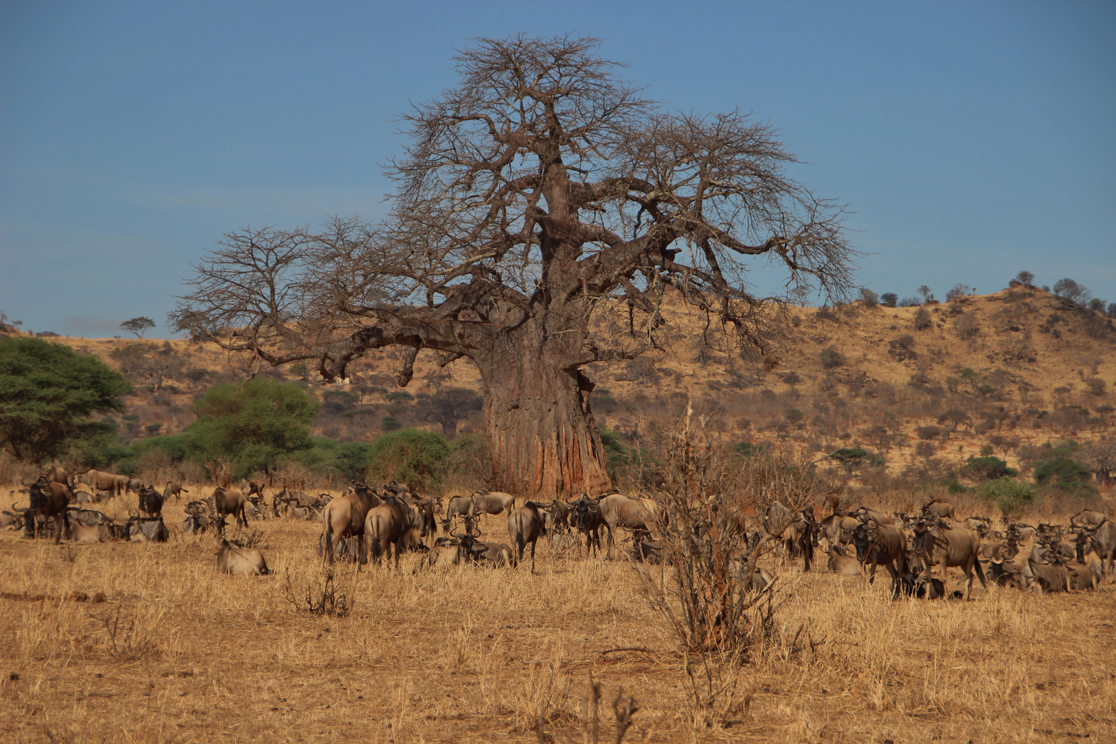 Gnu-Treffen am Affenbrotbaum (Baobab)