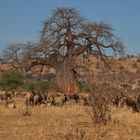 Gnu-Treffen am Affenbrotbaum (Baobab)