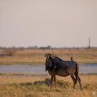 Gnu und Blauracke