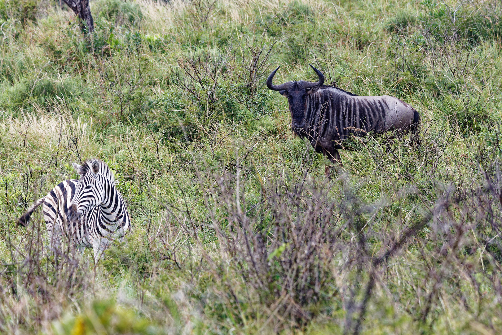 Gnu und Zebra