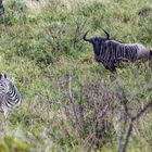 Gnu und Zebra