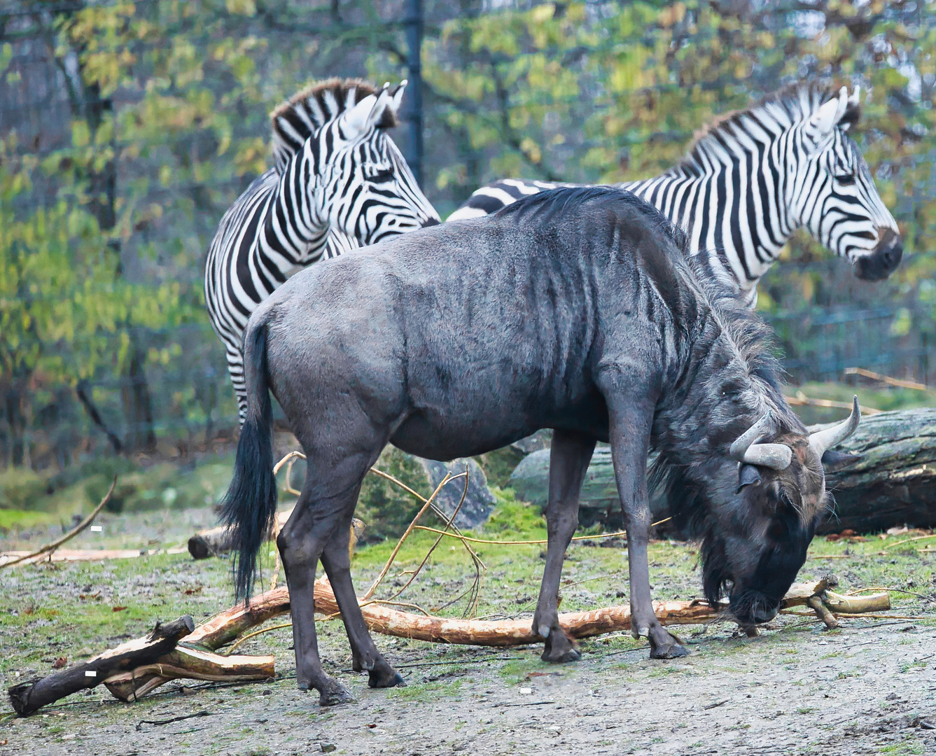 Gnu und Zebras_E7I9863