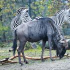 Gnu und Zebras_E7I9863