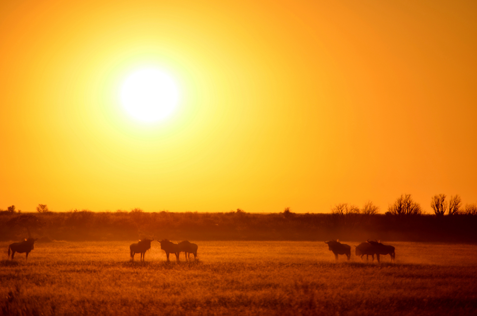 Gnu vor Sonnenaufgang in der Kalahari