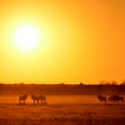 Gnu vor Sonnenaufgang in der Kalahari