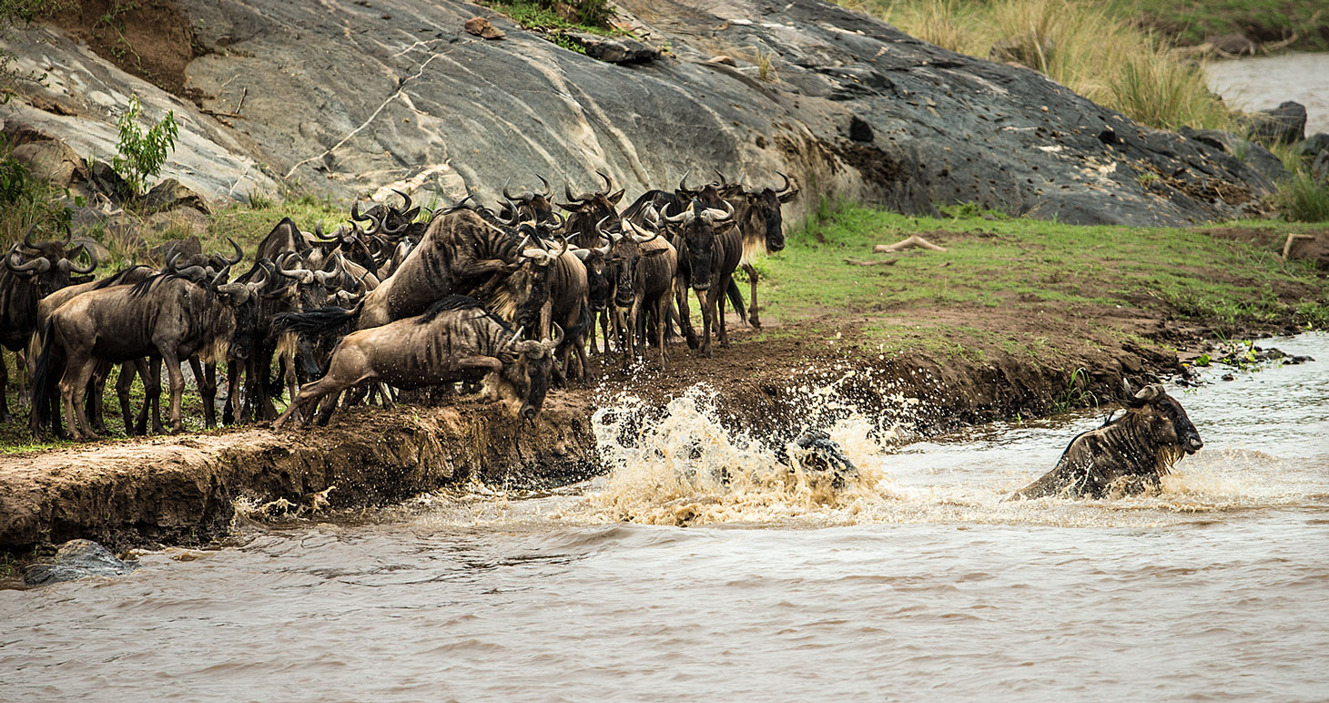 Gnu Wanderung 4 - 5