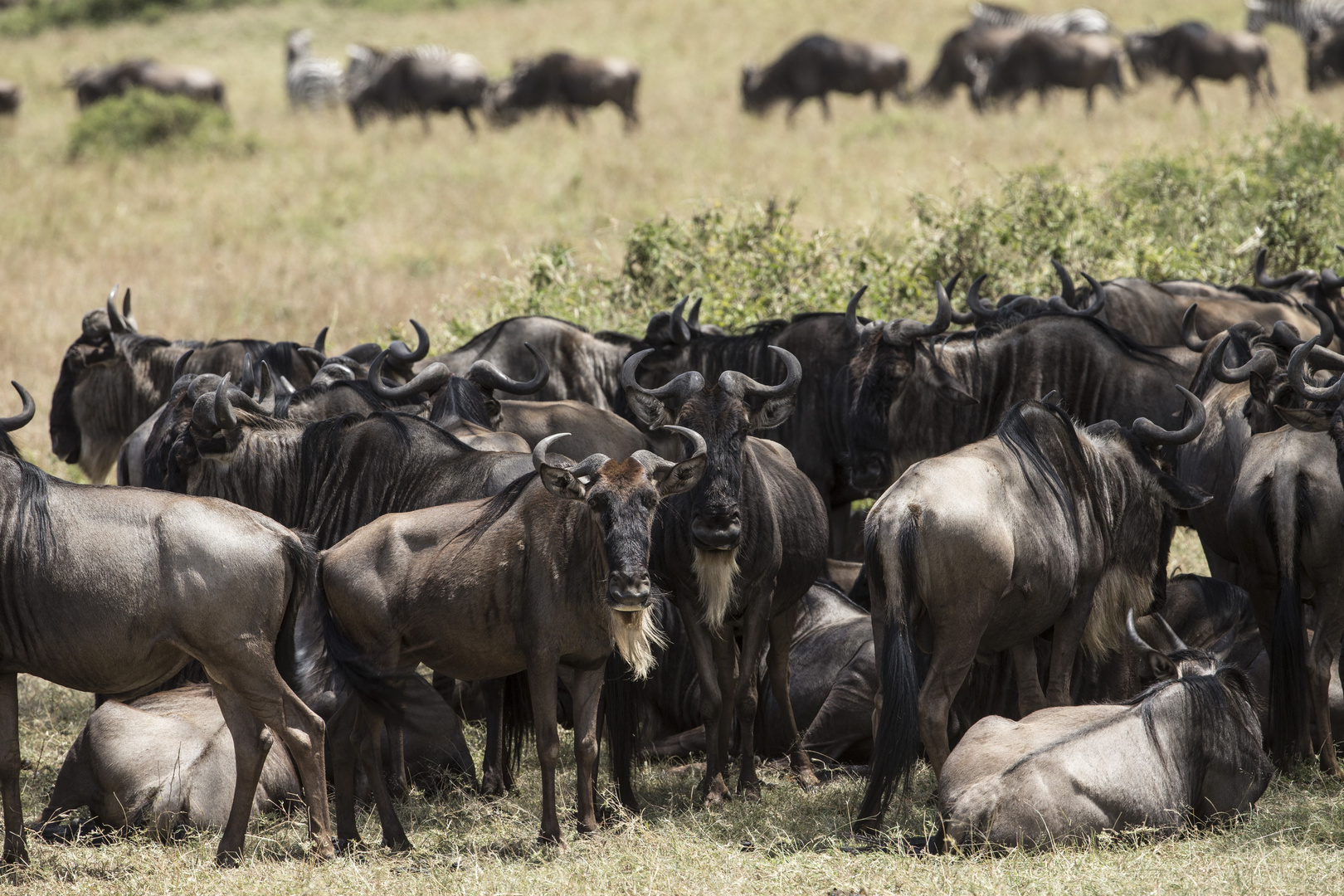 Gnu Wanderung