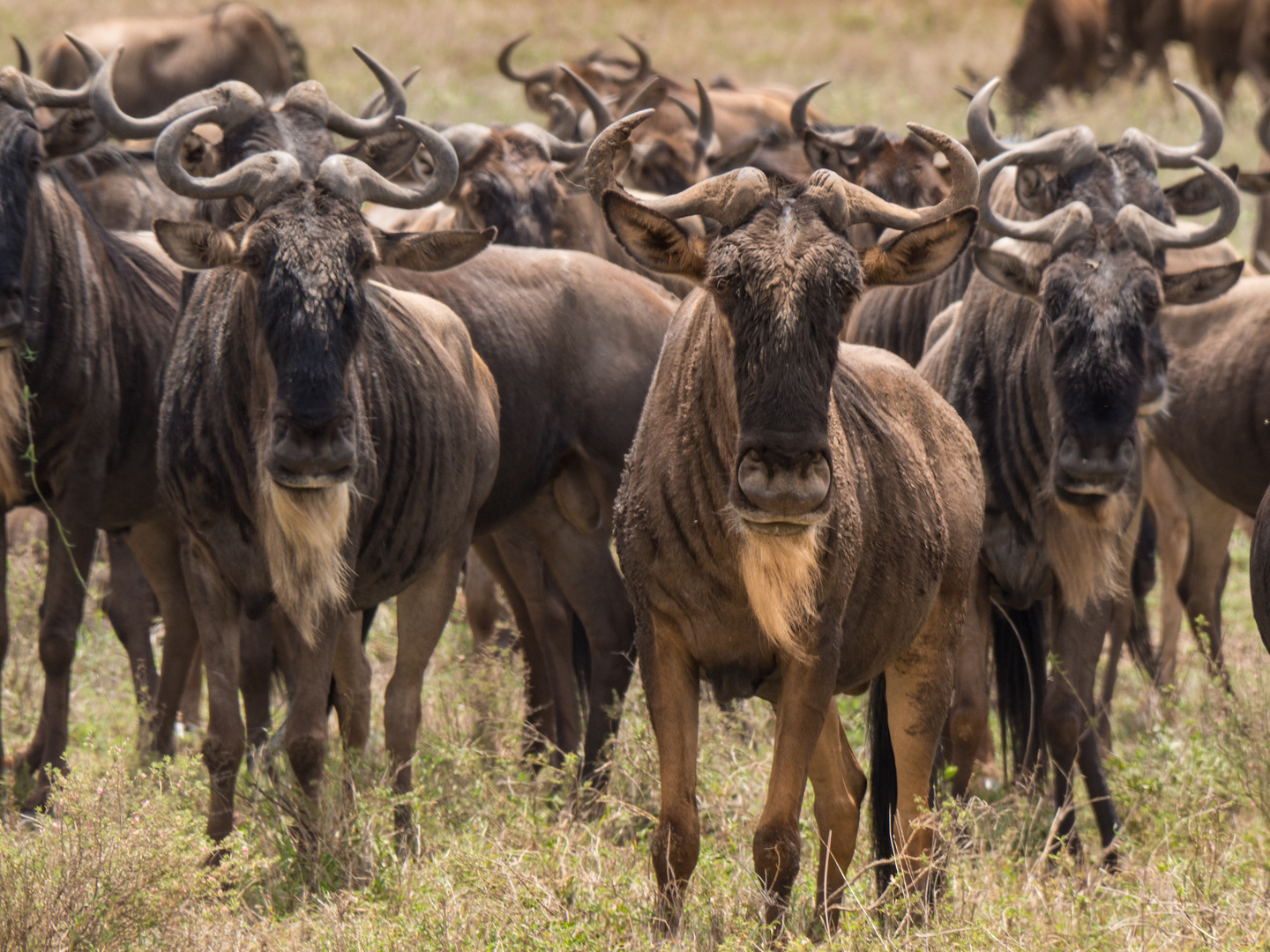 Gnu Wanderung