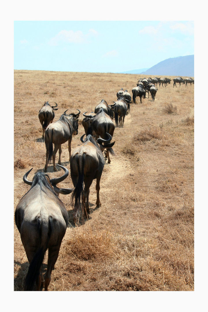 Gnu Wanderung Foto Bild Tiere Wildlife Saugetiere Bilder Auf Fotocommunity