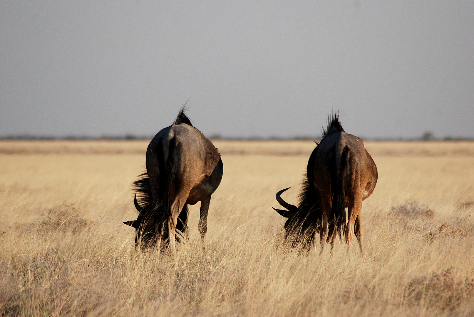 Gnu, was tust du?