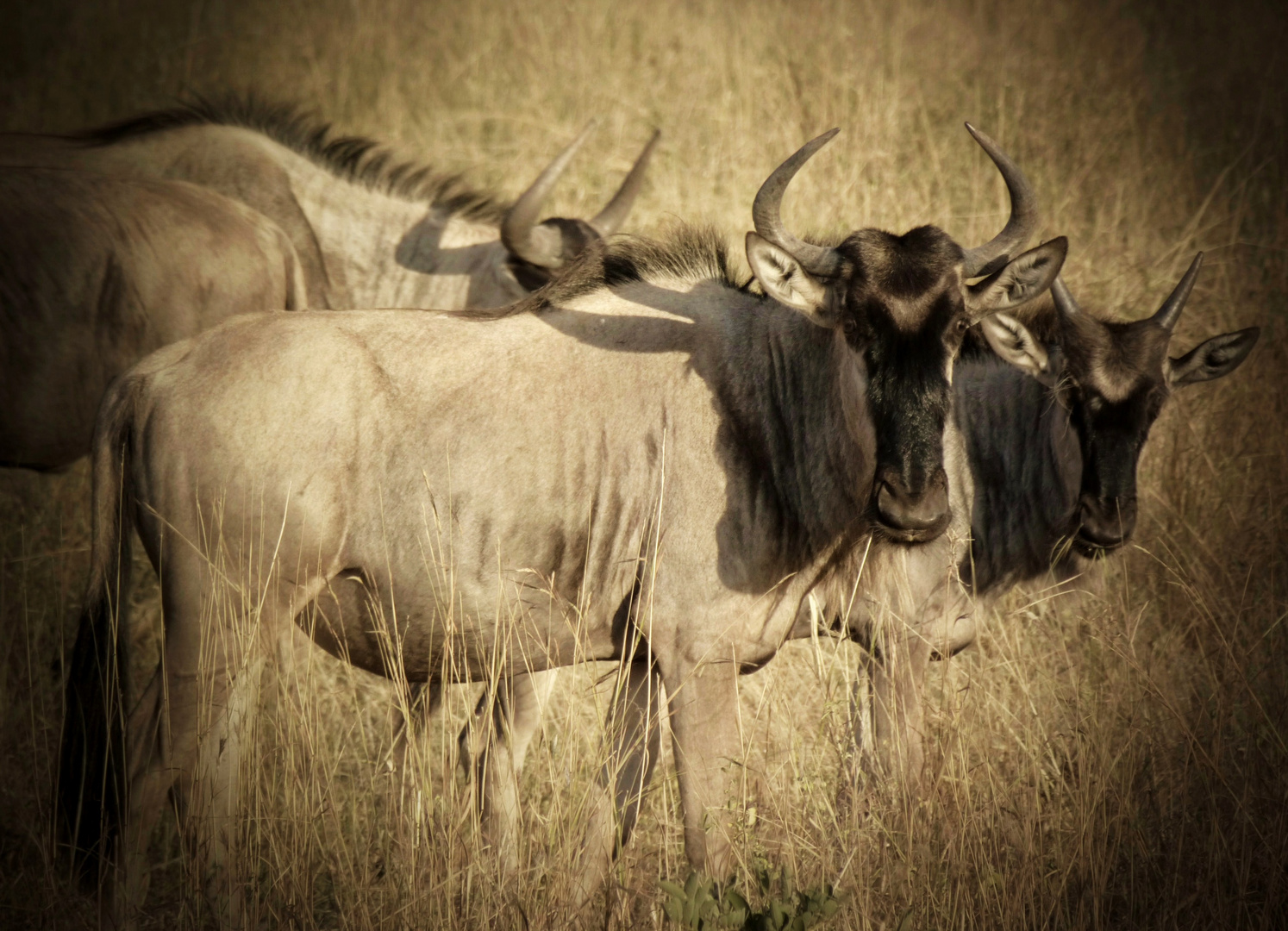 Gnu-watching im Tarangire-park