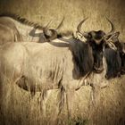 Gnu-watching im Tarangire-park