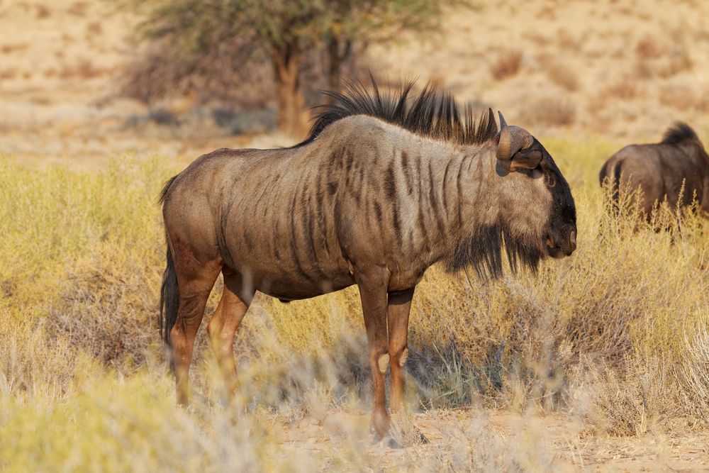 Gnu_2 Foto & Bild africa, southern africa, south africa Bilder auf