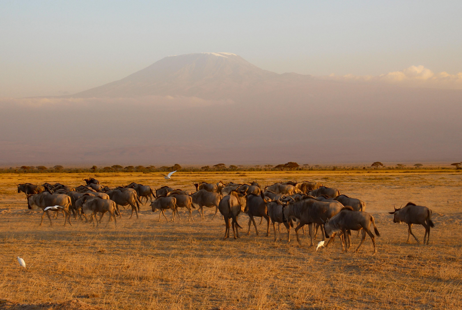 Gnuherde im Amboseli Nationalpark Kenia