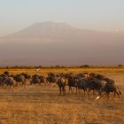 Gnuherde im Amboseli Nationalpark Kenia