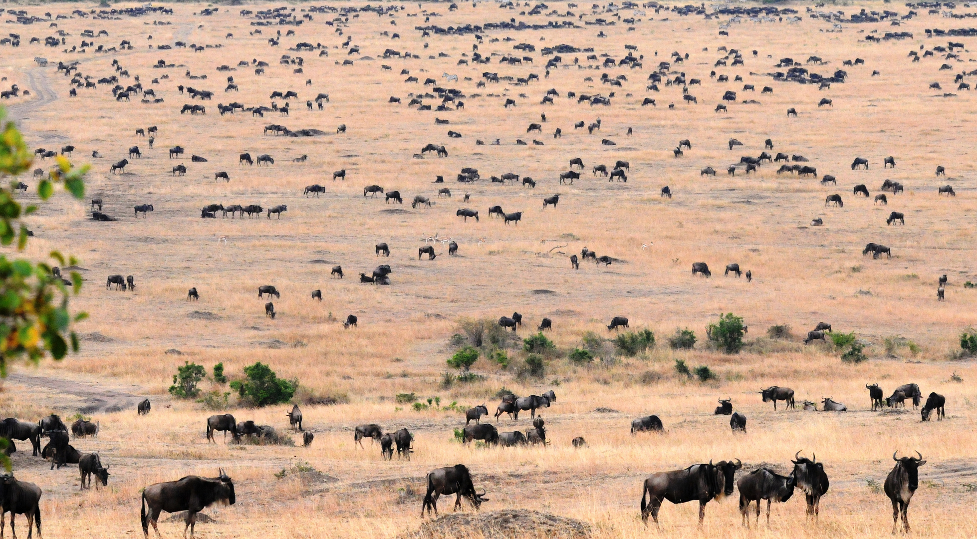 Gnuherde im Masai Mara NP Kenia