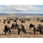 Gnuherde im Ngorongoro Krater