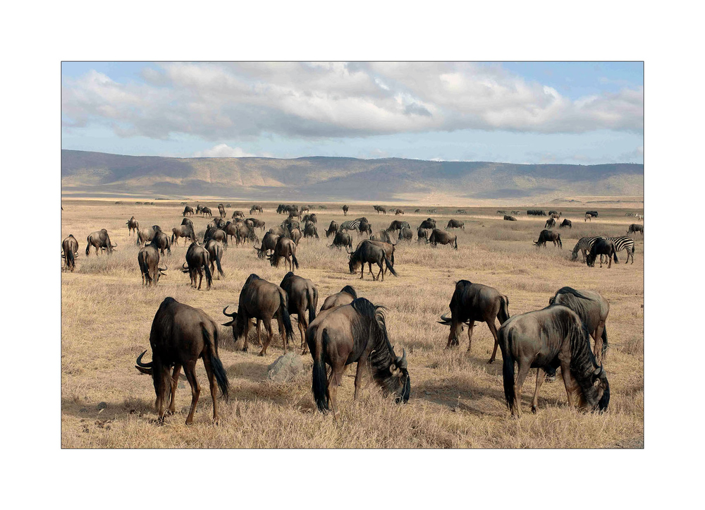 Gnuherde im Ngorongoro Krater