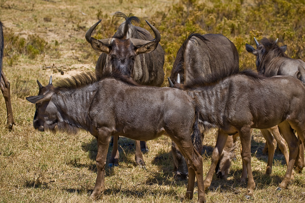 Gnus