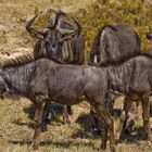 Gnus