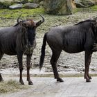 Gnus