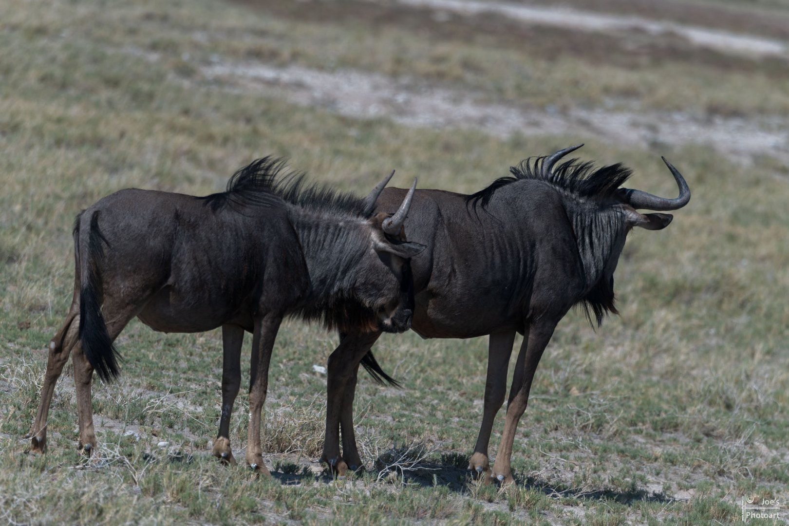 Gnus