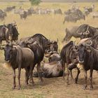 Gnus