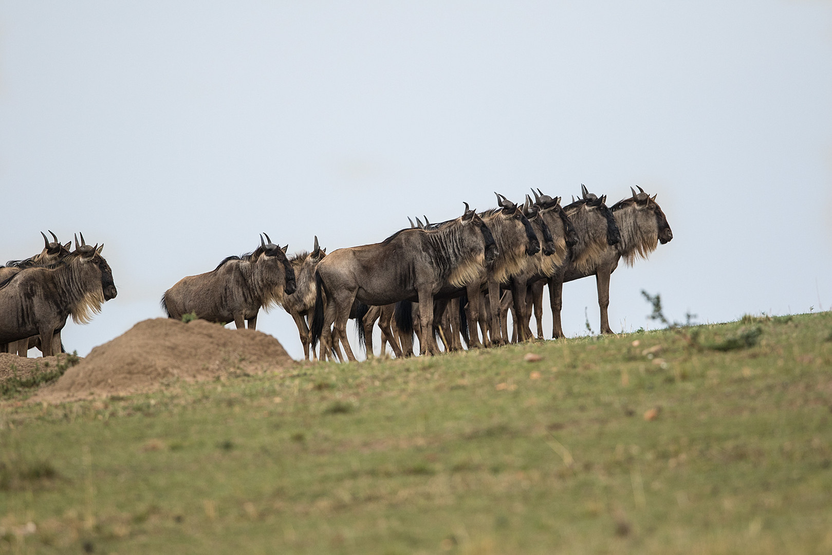 Gnus Foto & Bild tiere, wildlife, kenia fotosafari 6 Bilder auf