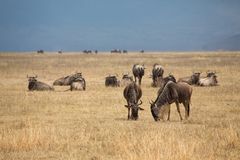 Gnus