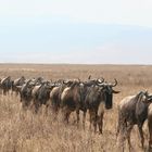 gnus