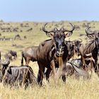 Gnus