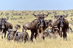 Gnus