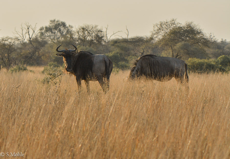 Gnus am Abend