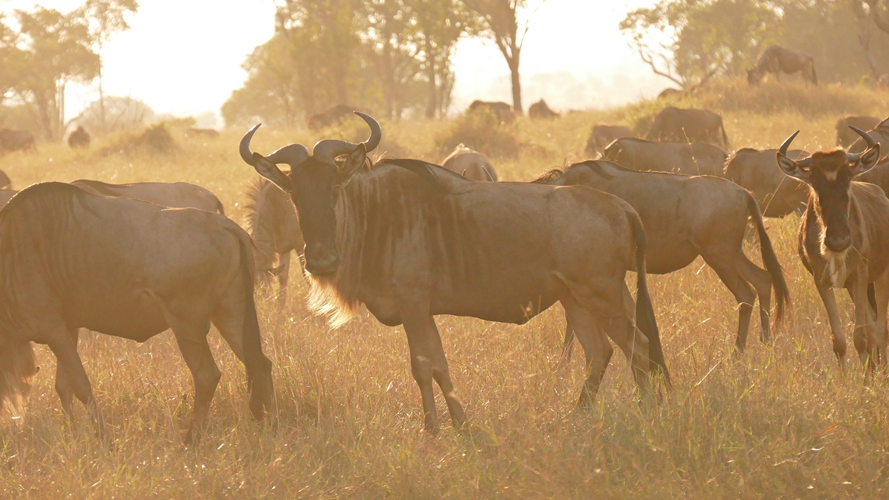 Gnus am frühen Abend.....