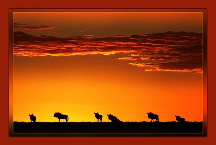 Gnus am Horizont