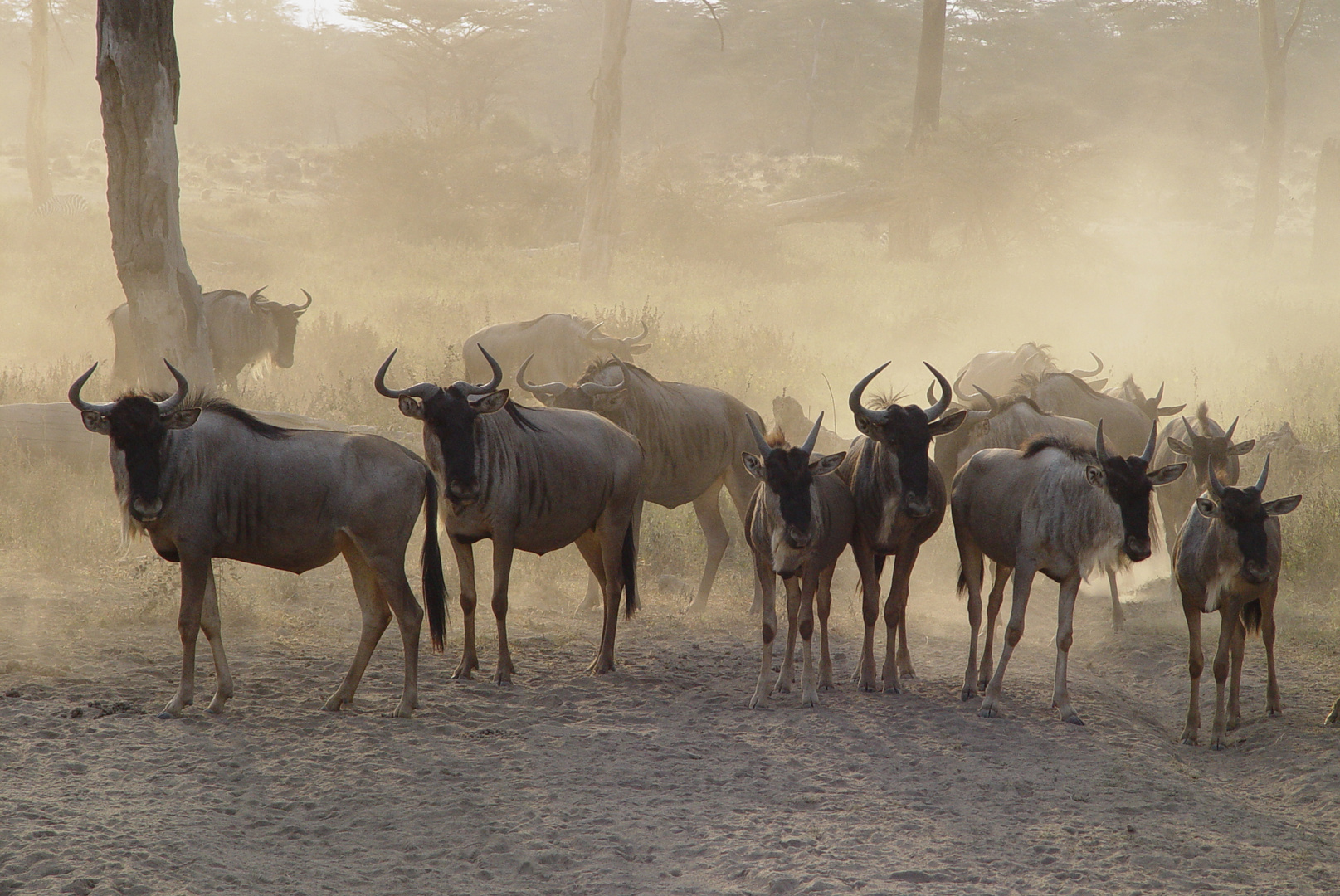 Gnus am Morgen