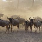 Gnus am Morgen