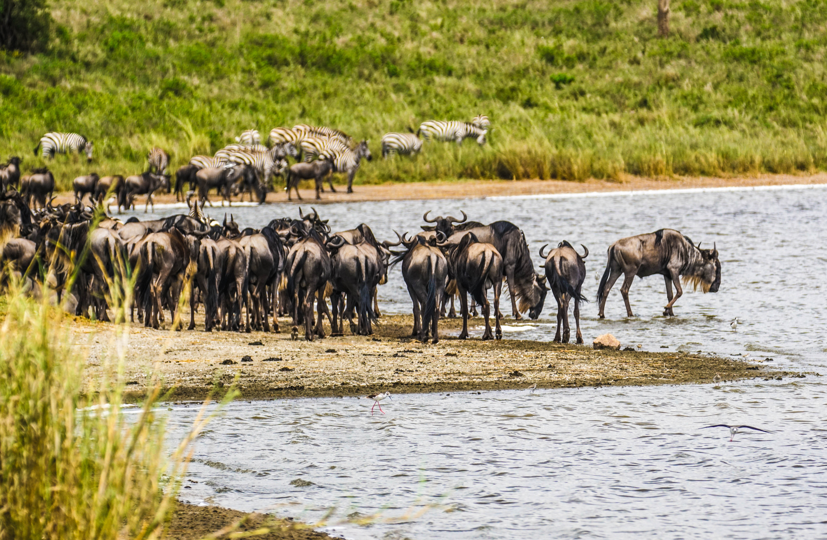 Gnus am See