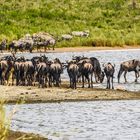 Gnus am See