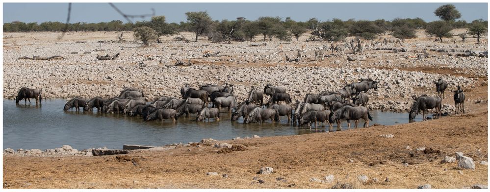 Gnus am Wasserloch