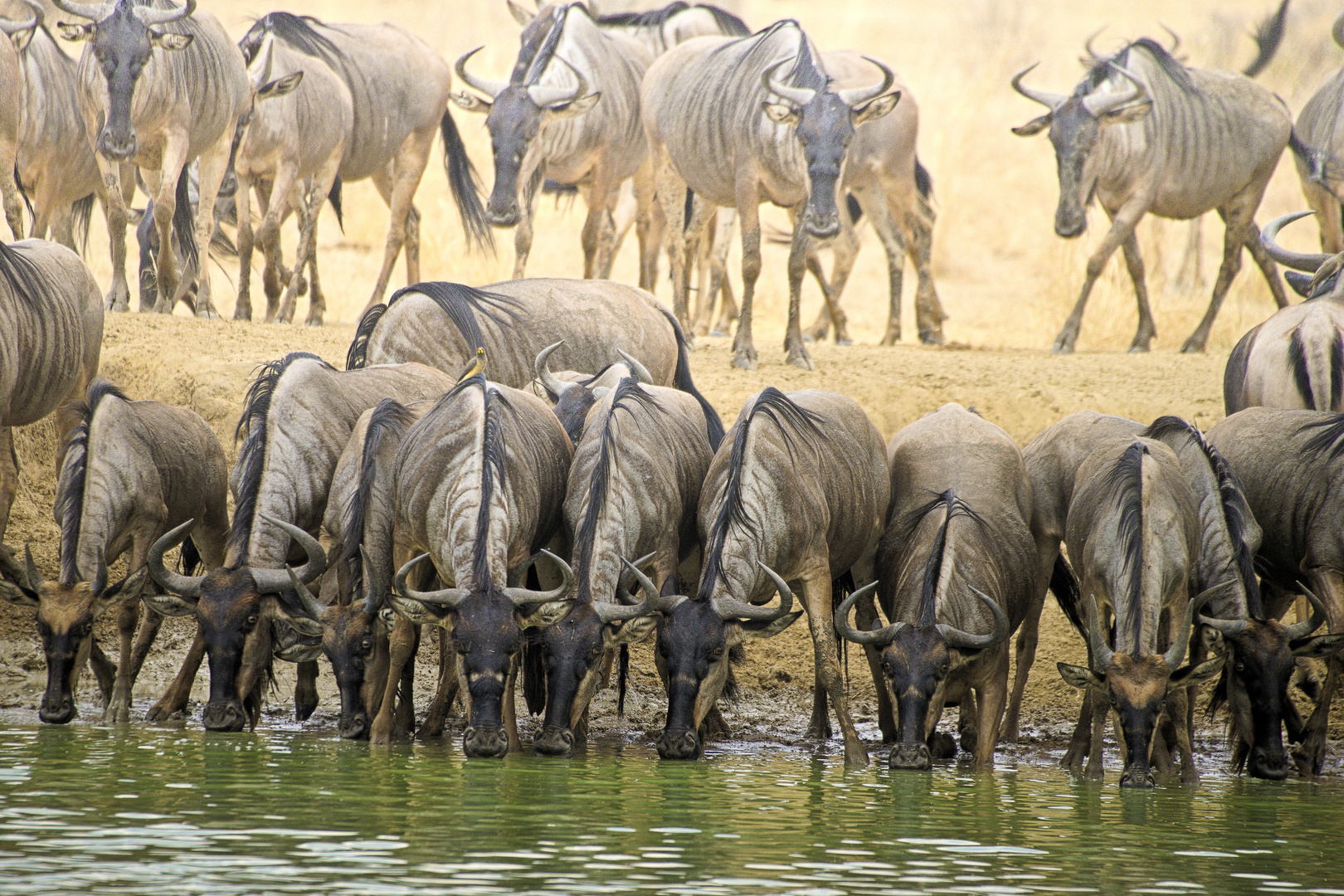 Gnus am Wasserloch