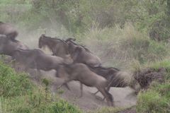 Gnus auf dem Weg zum Crossing