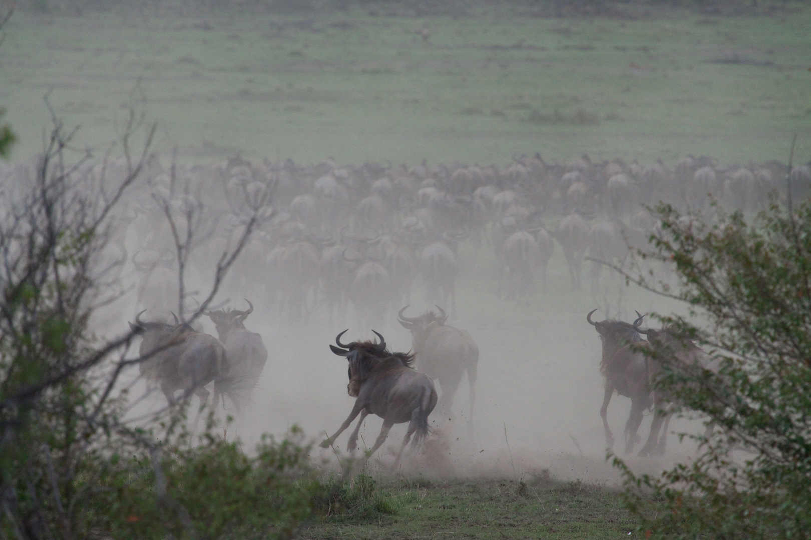 Gnus auf dem Weg zum Crossing_2