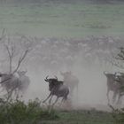 Gnus auf dem Weg zum Crossing_2