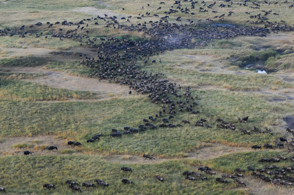 Gnus auf Wanderschaft / Serengeti