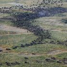 Gnus auf Wanderschaft / Serengeti