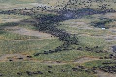 Gnus auf Wanderschaft / Serengeti