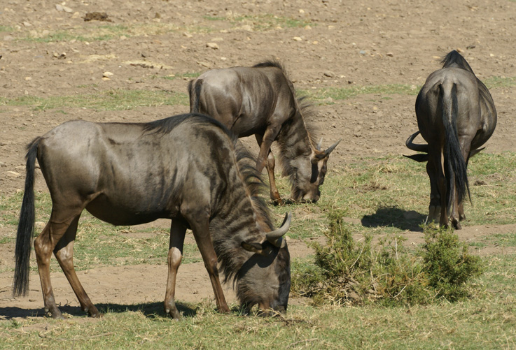 Gnus